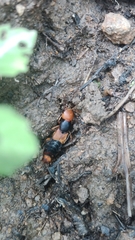 Dinothenarus chrysocomus