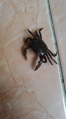 Parathelphusa convexa