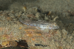 Nesogobius