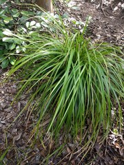 Carex wahuensis