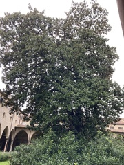 Magnolia grandiflora