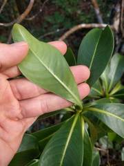 Psychotria mariniana
