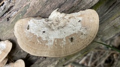 Trametes modesta