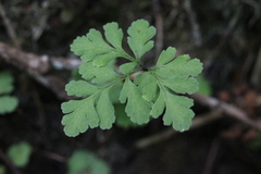 Cheilanthes tenuifolia