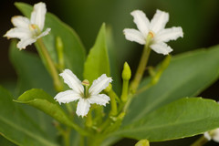 Scaevola gaudichaudiana