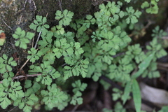 Cheilanthes tenuifolia