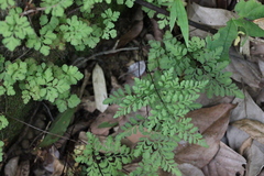 Cheilanthes tenuifolia