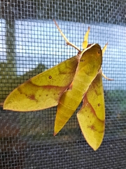 Gnathothlibus fijiensis