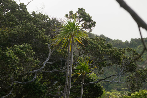 Dracaena halapepe, photograph 6