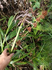 Rhynchospora sclerioides