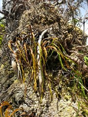 Psilotum complanatum