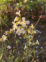 Arabidopsis arenosa