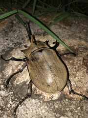 Megasoma