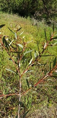 Acacia notabilis