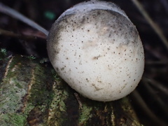 Rossbeevera griseovelutina
