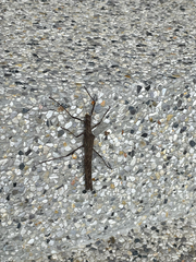 Trachythorax