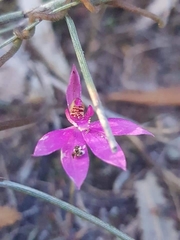 Caladenia quadrifaria