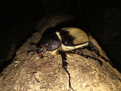 Megasoma
