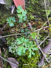 Xanthosia dissecta