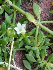 Dentella repens