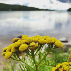 Tanacetum vulgare