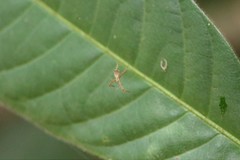 Argiope dang