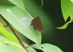 Arhopala silhetensis