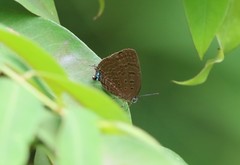 Arhopala silhetensis