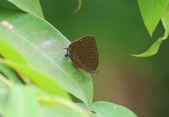 Arhopala silhetensis