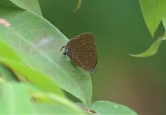 Arhopala silhetensis