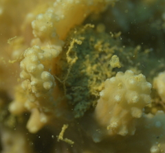 Sinularia brassica