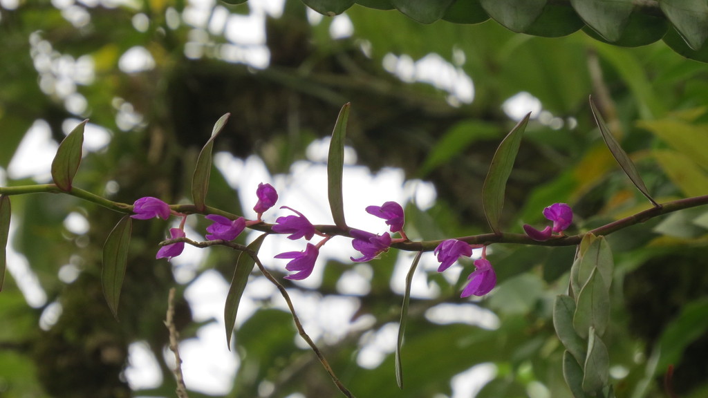Dendrobium ostrinum J.J.Sm.