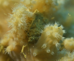 Sinularia brassica