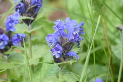 Dracocephalum grandiflorum
