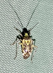 Taedia marmorata