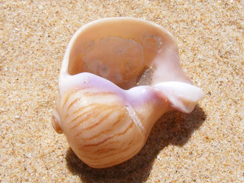 Melapium elatum