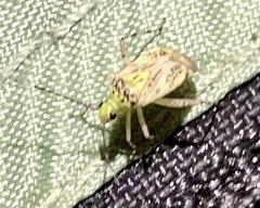 Taedia marmorata