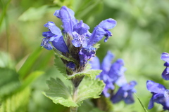 Dracocephalum grandiflorum