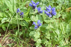 Dracocephalum grandiflorum