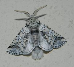 Pseudorethona albicans