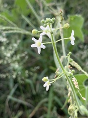 Echinopepon wrightii