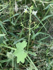 Echinopepon wrightii