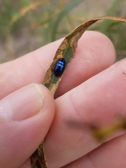 Coleoptera