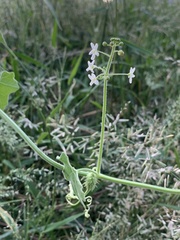 Echinopepon wrightii