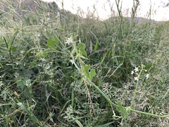 Echinopepon wrightii