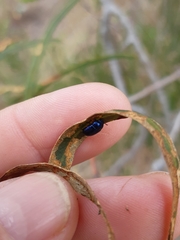 Coleoptera