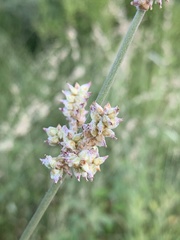 Froelichia arizonica