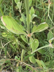 Froelichia arizonica
