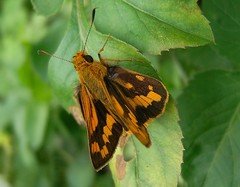 Potanthus pseudomaesa