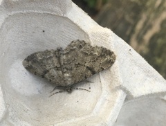 Peribatodes rhomboidaria